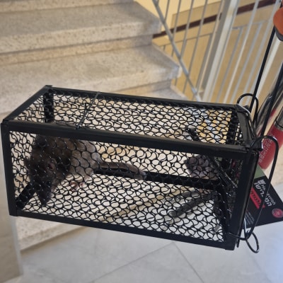 מלכודת עכברים עם עכבר בתוכה על מדרגות