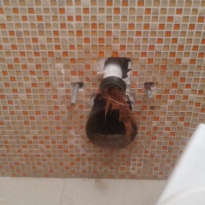 צינור ביוב פתוח עם שורשים בתוכו