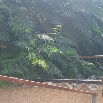 צמחייה ירוקה עם עלים גדולים וגדר מתכת ברקע