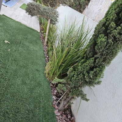 עצים ודשא בגינה עם שביל מרוצף