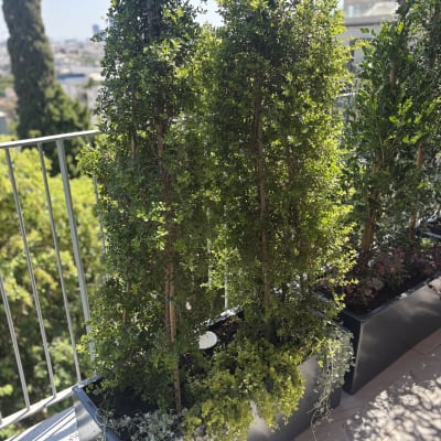 עציצים עם צמחים ירוקים במרפסת שטופת שמש