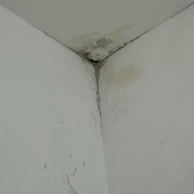 קיר עם עובש וקילוף צבע, זקוק לתיקון