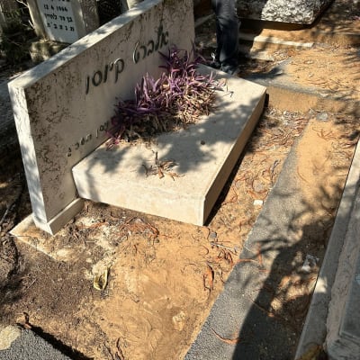 מצבה עם כיתוב בעברית וצמחייה סגולה