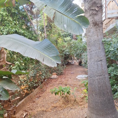 עצים וצמחים בגינה עם עלים גדולים וקרקע חשופה