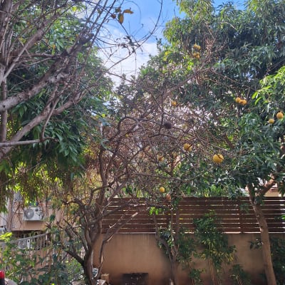 עצים עם פירות בגינה, עלים יבשים על הקרקע