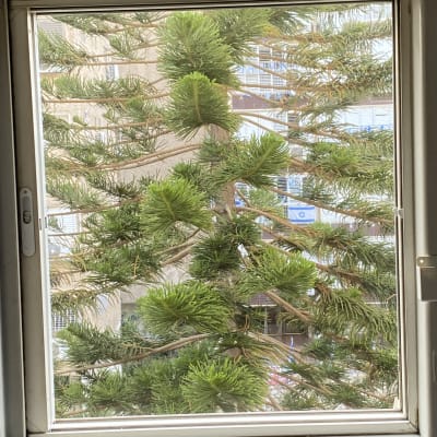 תריסים לבנים נראים דרך חלון עם עץ ירוק