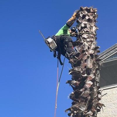 אדם גוזם עץ דקל עם מסור חשמלי