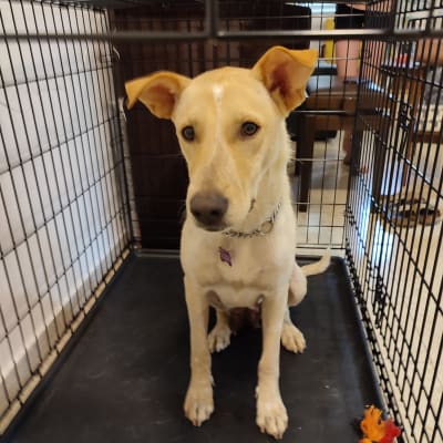 כלב יושב בכלוב עם צעצוע חבל צבעוני