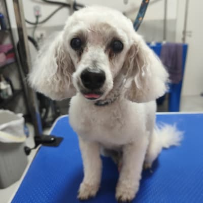 כלב על שולחן טיפוח במספרת כלבים