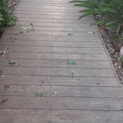 שביל עץ עם עלים ירוקים מסביב