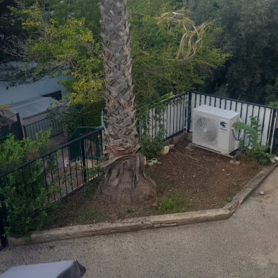 עץ דקל גבוה עם ענפים גזומים בגינה