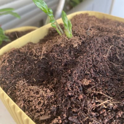 נבט ירוק באדמה בתוך עציץ פלסטיק צהוב