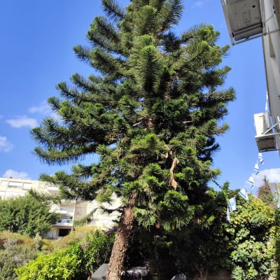 עץ גבוה עם ענפים עבים, מתאים לגיזום.