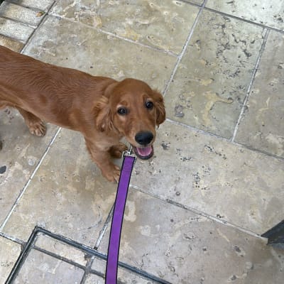 כלב חום עם רצועה סגולה על מדרכה