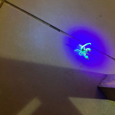 עקרב זוהר תחת אור אולטרה סגול על רצפה