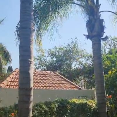 שני עצי דקל עם ענפים גזומים