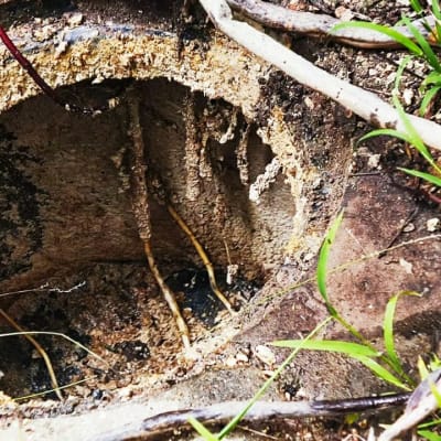 פתח ביוב עם שורשים וקרקע מסביב