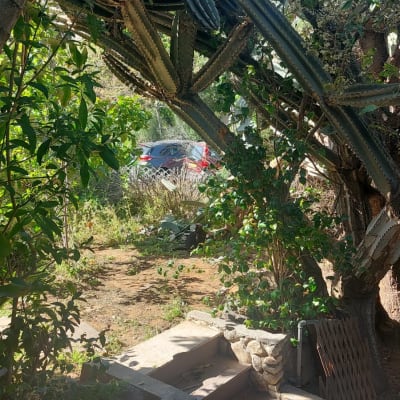 קקטוסים ועצים בגינה עם שביל אבן