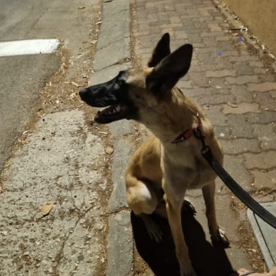 כלב יושב עם רצועה על מדרכה בלילה