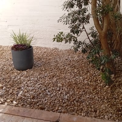 עציץ עם צמחים על חצץ בגינה