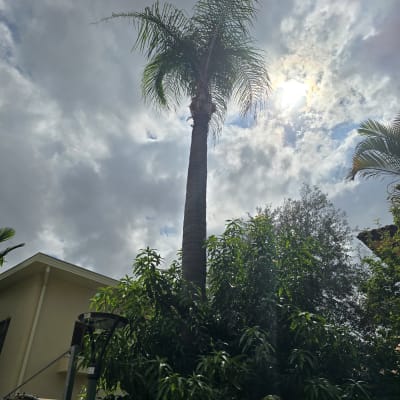 עץ דקל גבוה עם ענפים עליונים גזומים