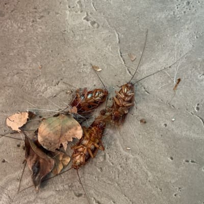 Dead cockroaches on the floor with leaves