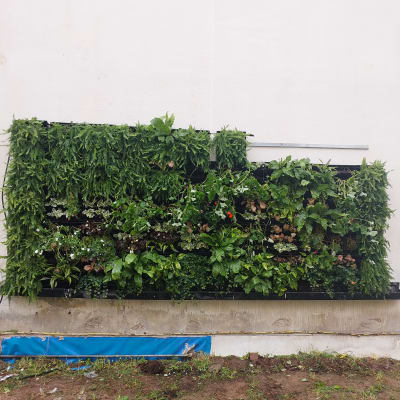 קיר ירוק עם צמחים שונים בגינה אנכית