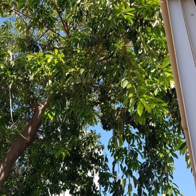 עץ עם ענפים ועלה ירוק, קרש עץ ליד