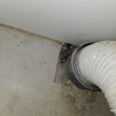 נמלים על רצפה ליד צינור פלסטיק לבן