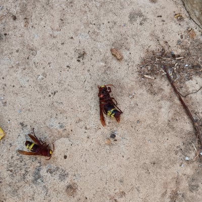 צרעות מתות על הקרקע לאחר הדברה