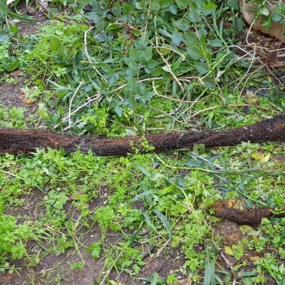 שורש עץ סתום בצינור ביוב בגינה