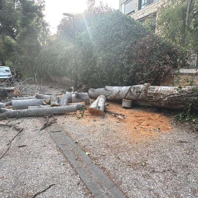 עץ כרות עם גזעים וענפים על הקרקע