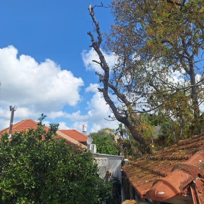 עץ גזום עם ענפים חתוכים בשמיים כחולים