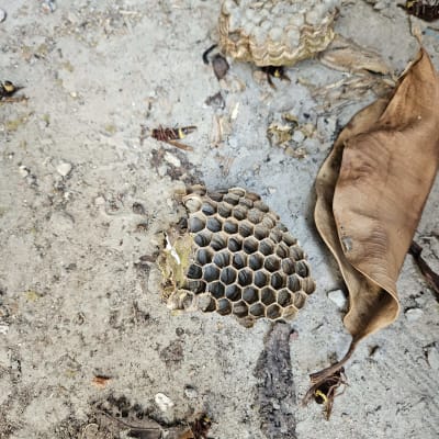 קן צרעות על הקרקע עם עלים יבשים