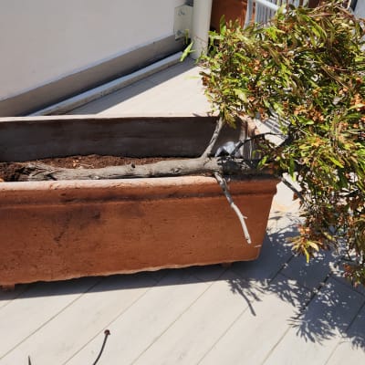 עץ נופל מתוך עציץ חום על רצפת עץ