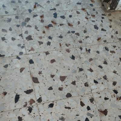 רצפה עם חרקים מתים לאחר הדברה