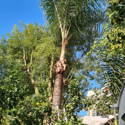 עץ דקל גזום עם עלים חתוכים