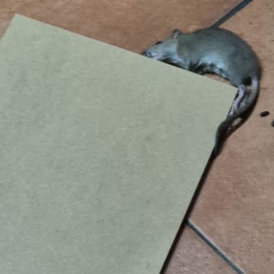 עכבר מת על רצפה ליד לוח קרטון