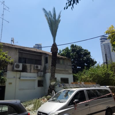 עץ דקל גזום עם ענפים כרותים על הקרקע