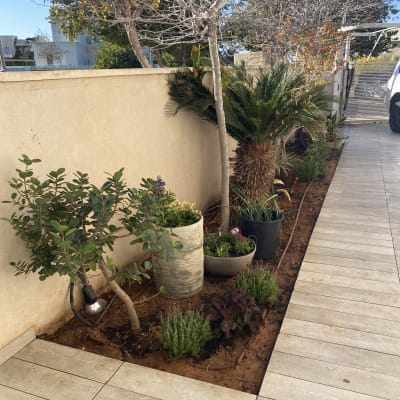 גינה עם עצים וצמחים בעציצים לאורך שביל