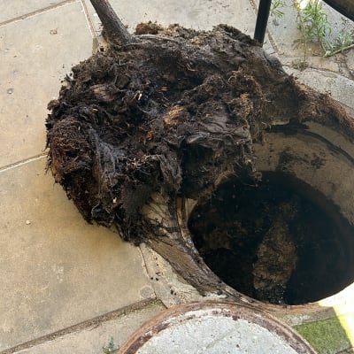 שורש עץ סתום בפתח ביוב על רצפת בטון