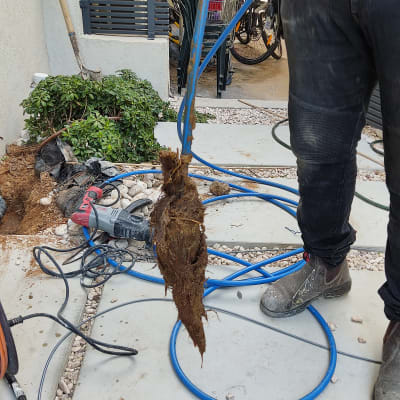 שורש עץ מחובר לצינור כחול בעבודת אינסטלציה