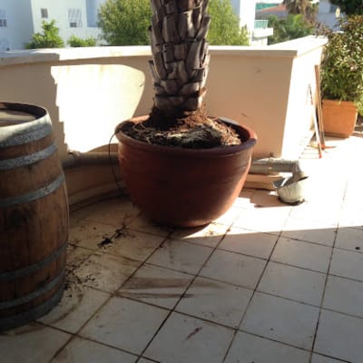 עץ דקל גדול בעציץ חרס על מרפסת