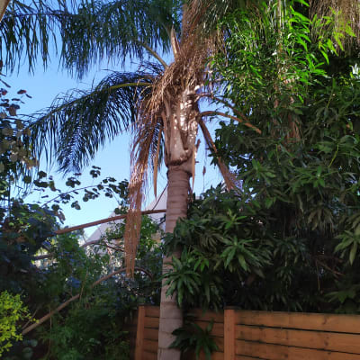 עץ דקל עם ענפים יבשים שזקוקים לגיזום