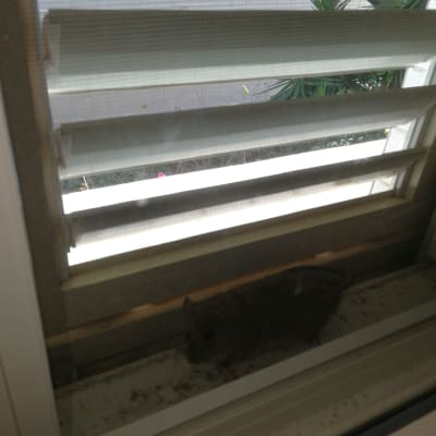 מכרסם קטן ליד חלון עם תריסים