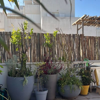 עציצים עם צמחים, גדר עץ, מטבח חוץ עם גריל