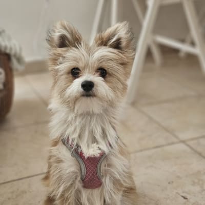 כלב קטן עם רתמה ורודה יושב על רצפה