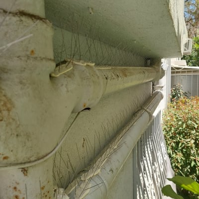 דוקרנים על צינור למניעת קינון יונים