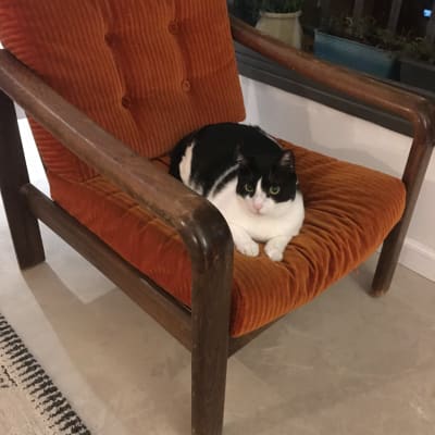 כורסה כתומה עם ריפוד קטיפה וחתול יושב עליה