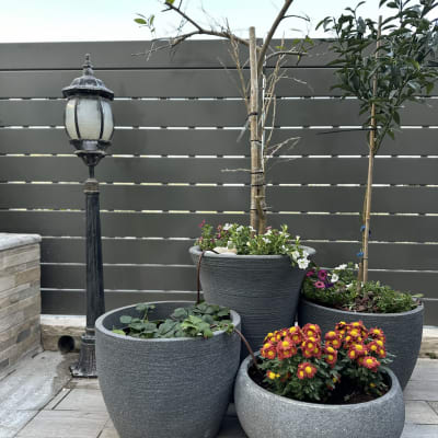 עציצים עם פרחים ועצים קטנים בגינה